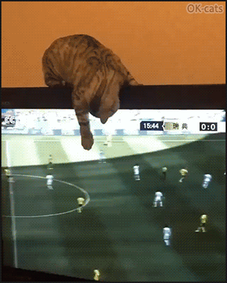 Funny Cat GIF • When your playful cat wants to play soccer on your TV Hey guys give me the ball I can do it Funny Cat GIF • When your playful cat wants to play soccer on your TV Hey guys give me the ball I can do it