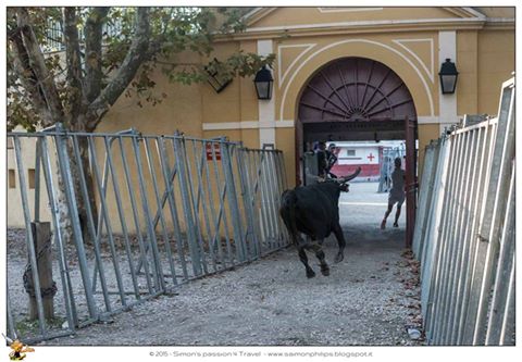 Corsa camarghese toro entra dall'arena Corsa camarghese toro entra dall'arena