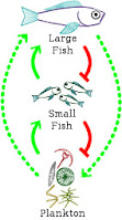 A figure showing all the parts of the previous two, illustating how plankton and large fish support each other in the ecosystem through their mutual interactions with small fish.