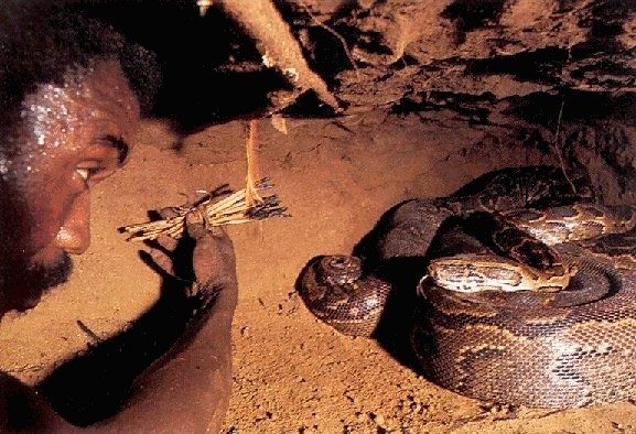 Google Wild: Deadly African Rock Python can swallow a fully grown man whole