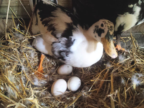 Ten Things you Need to Know about Raising Ducks | Fresh Eggs Daily®