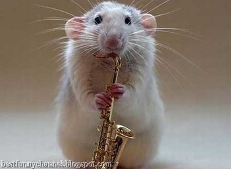 Rat musician