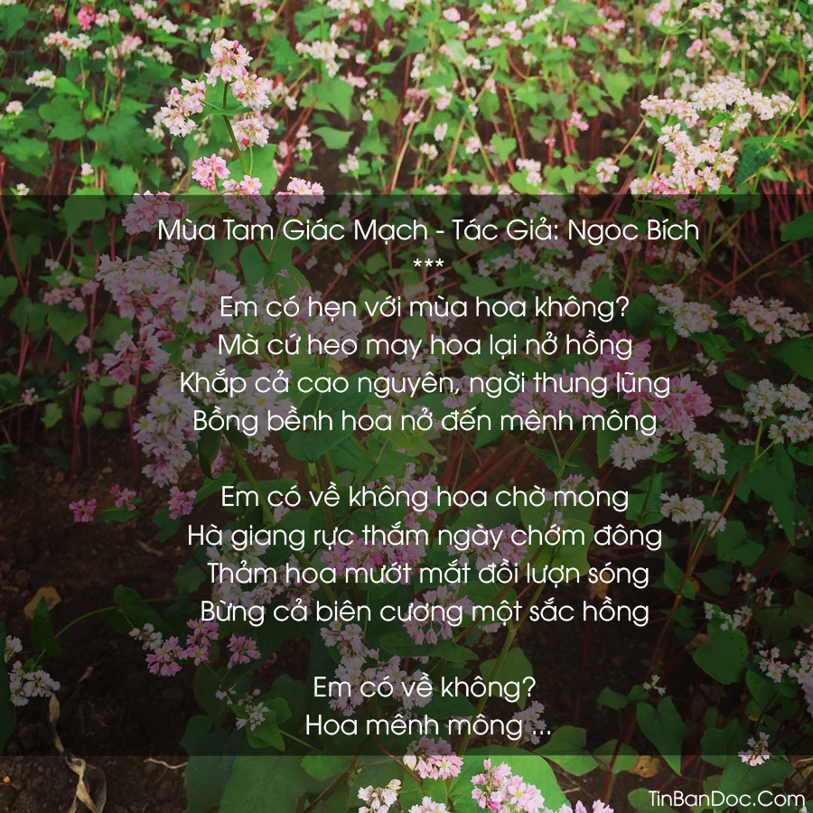 Thơ Hoa Tam Giác Mạch, Những Bài Thơ Hay Về Mùa Hoa Tam Giác Mạch