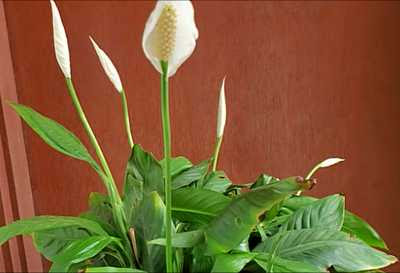 Peace Lily plant care- Peace Lily Flowers