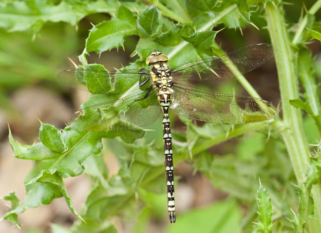 Southern Hawker - Brockholes, Lancashire