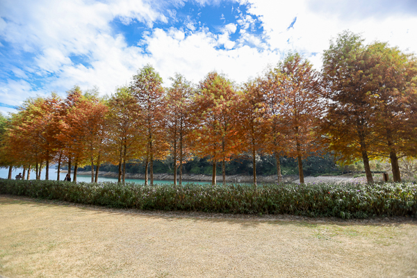 南投日月潭向山落羽松，湖光山色搭配自行車道和雙心花園美不勝收