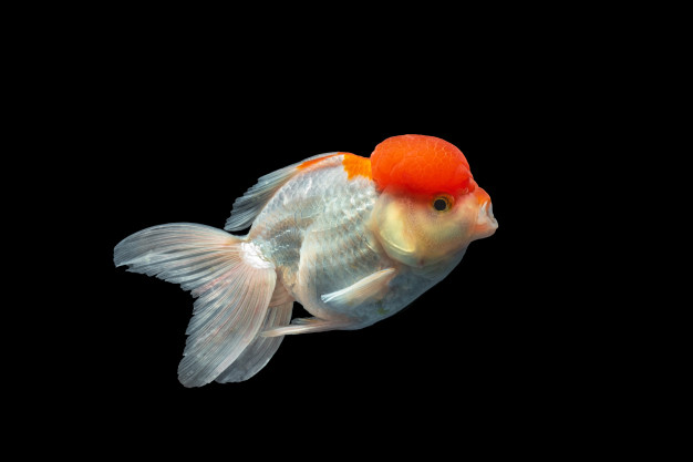 Jenis-Jenis Ikan Mas Koki Atau Goldfish Beserta Gambarnya - Ikanesia