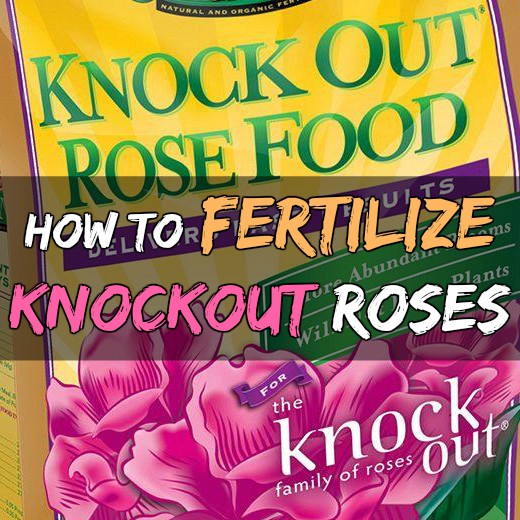 How to Plant Knockout Roses Grow Your Own Garden