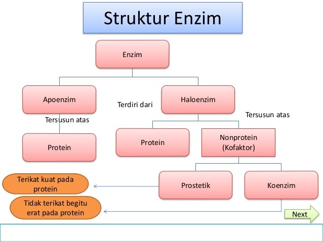 Materi Biologi Sma 12 Pengertian Enzim Jenis Sifat Sifat Dan Mekanisme Im Hisyam