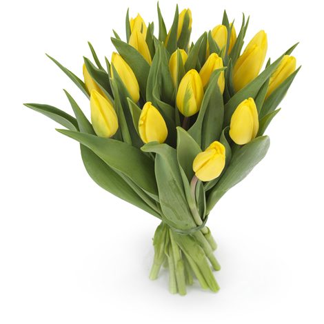 Melihat Kemewahan Bunga  Import Dari Belanda SAFA Flower 