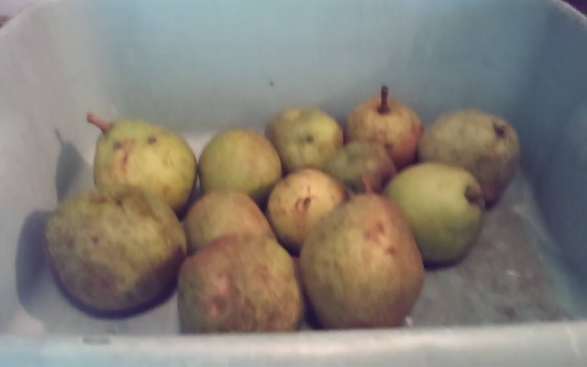 Pitty Patter Poaching unripe ground fall pears