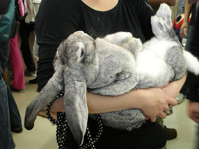 Largest Flemish Giant Rabbit