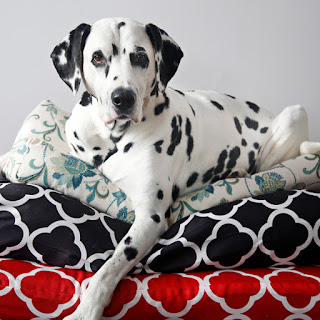 Dalmatian dog resting on stack of homemade dog beds