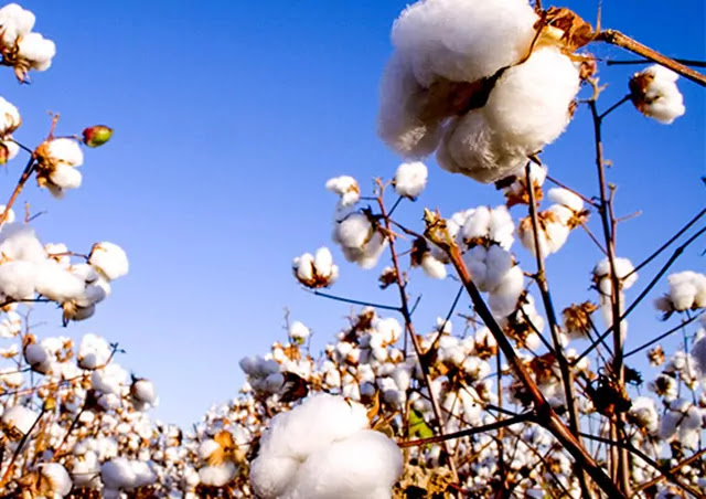 The market news of cotton market continuous decline agriculture in India cotton market income will lead to a decline Agriculture in Gujarat cotton apmc market prices as quality deteriorates