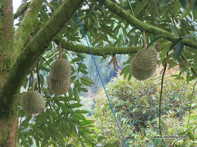 Raub Musang King Durian Trip
