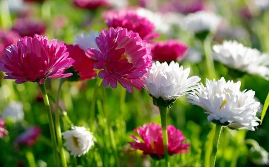 صور خلفيات رائعة