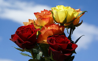 Orange Yellow Red Roses Wallpapers