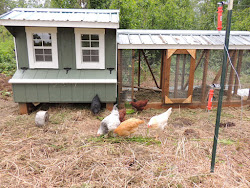 chickens raising alaska coop bush rabbits wire road pecking order grid run predator