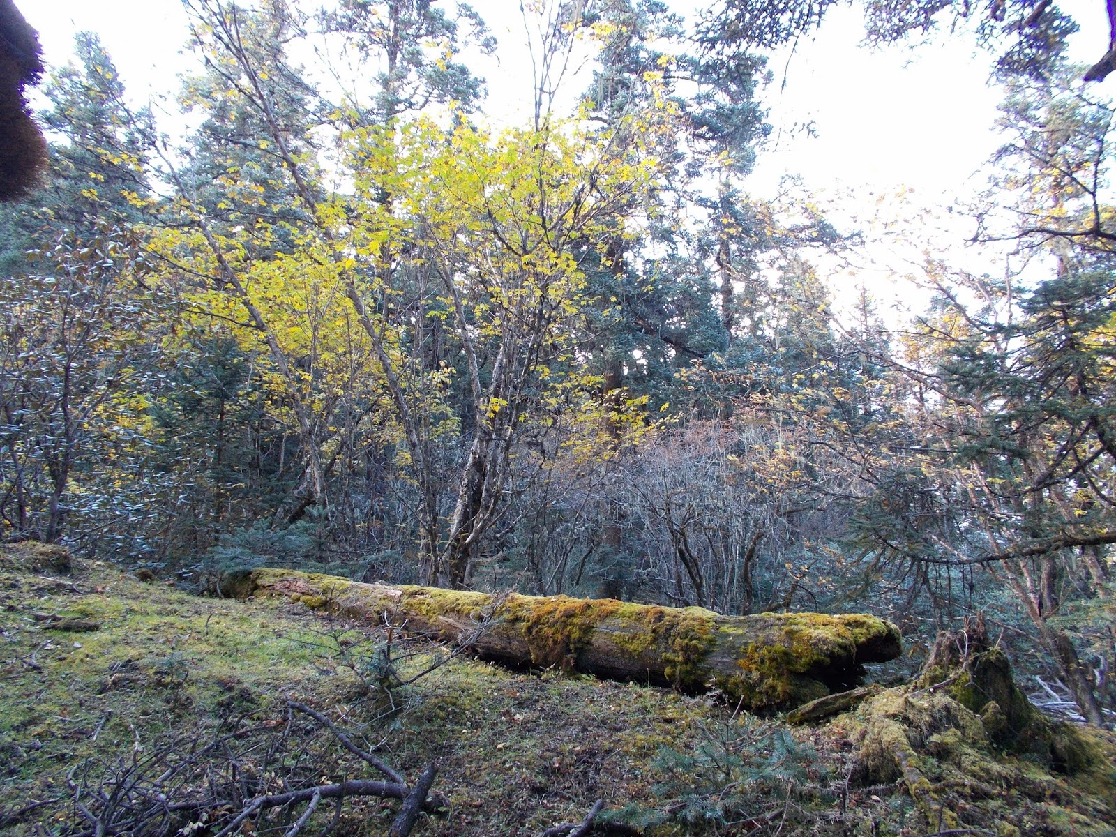 Вокруг Манаслу, долина Цум, Нар-Пу. Непал 2017.