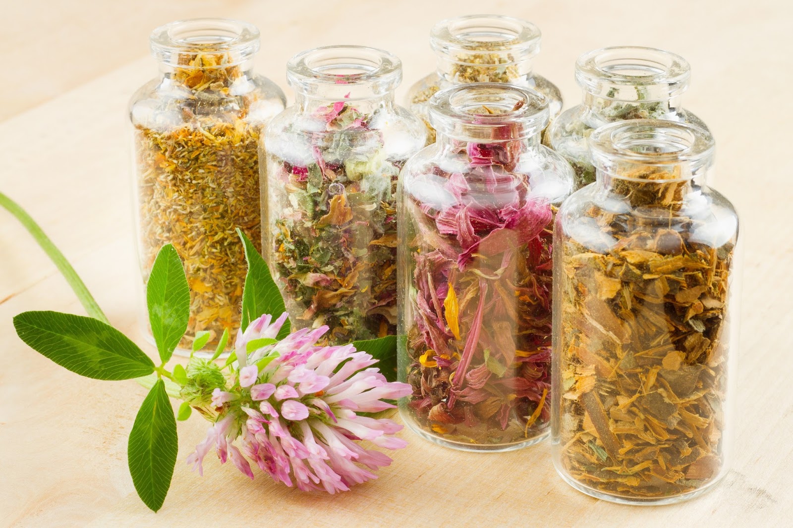 Tanaman Herbal untuk Memperbesar Payudara