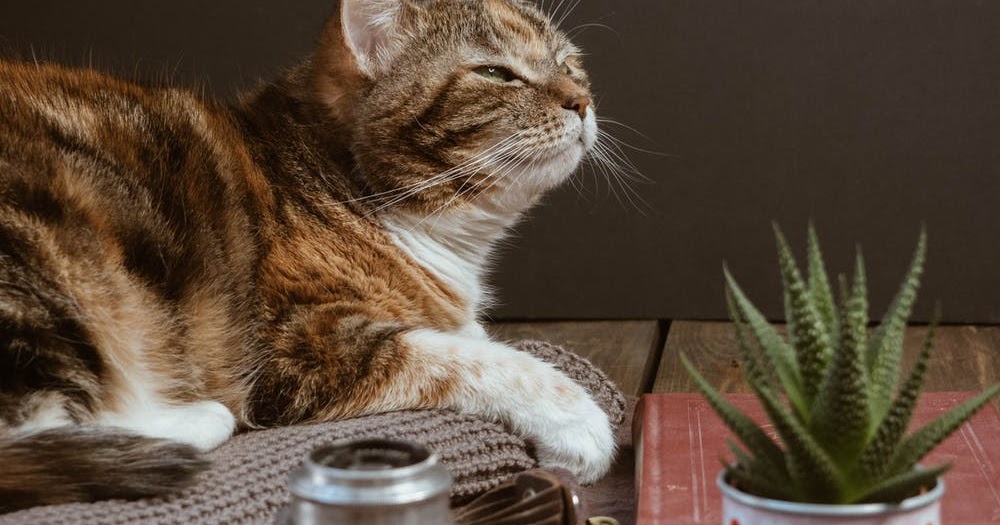 cat gastroenteritis home treatment