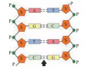 Class 11 Biomolecules textbook solutions Class 11 Biology chapter 6 Biomolecules Textbook solutions
