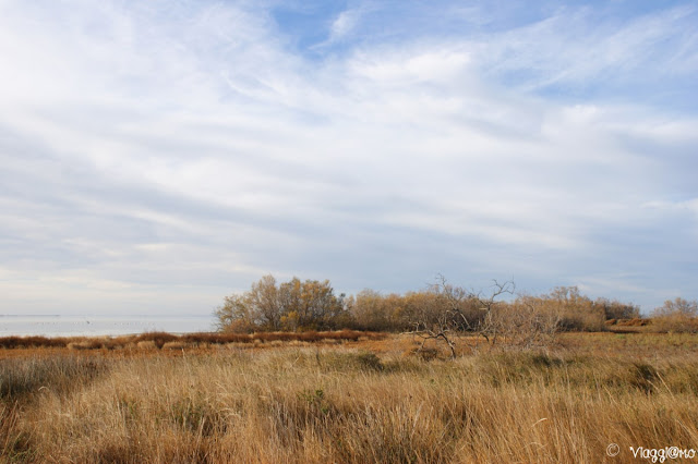 Uno dei paesaggi tipici del territorio della Camargue