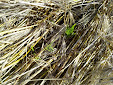 Harvesting in Finland