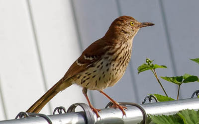 Photo of Brown Thrasher on a fence