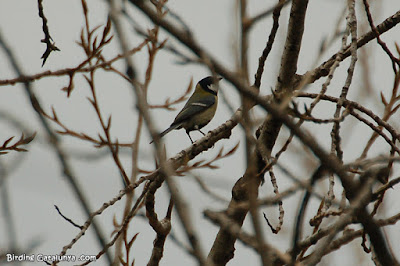 Mallerenga carbonera (Parus major)