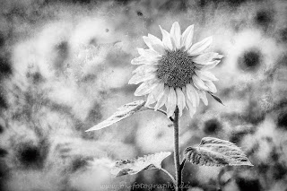 Sonnenblume Naturfotografie Nikon