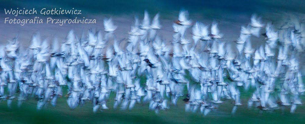 Wojciech Gotkiewicz Fotografia Przyrodnicza  i takie tam.