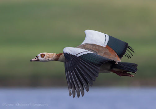 Birds in Flight Photography Learning Considerations and Training - Egyptian Goose in Flight