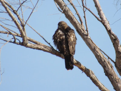 Juvenile Red-tailed Hawk