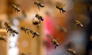 Mulher atacada por abelhas no Paraná