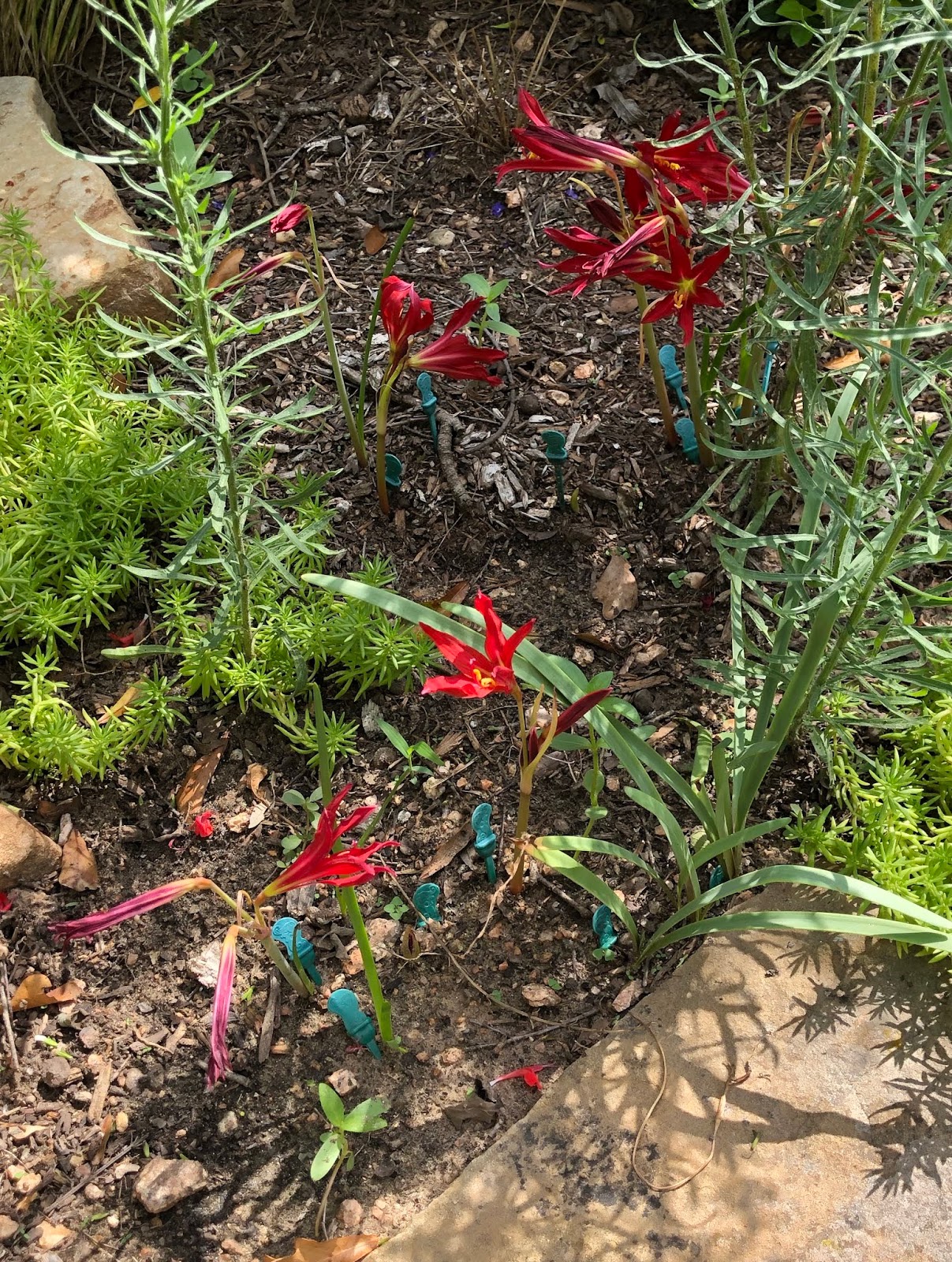 It�s Fall Bulb Season in Texas Garden Bloggers� Bloom Day