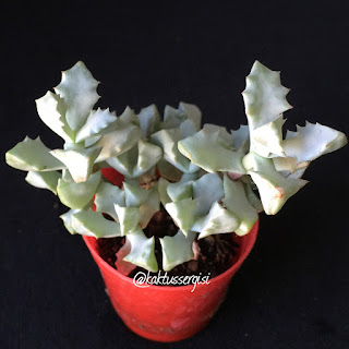 Oscularia deltoides 🌵kaktüs cactus succulent sukulent ♦️Ben @ferdibinici ♦️ #kaktussergisi Takipte kalın devamı gelecek www.kaktussergisi.com  #osculariadeltoides #oscularia #kaktüs #kaktus #succulent #sukulent #cacti #kakteen #bitki #çiçek #cactus #cactuslover #cactus🌵 #succulents #saksı #vazo #plant #flower #flowers #cicek #saksı  #🌵 #succulents #succustories #sukulents #sukulentsaksı #kaktüssaksısı #succulentcollection #cactusrepost #cactuslover  #kaktüssatış 