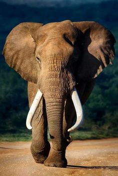 elephant images