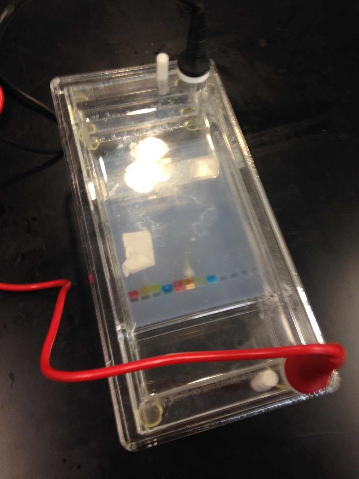 Rohan Pandey Bioloblog Candy Electrophoresis Lab Conclusion