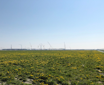 Veld met bloemen in Hollands Kroon.