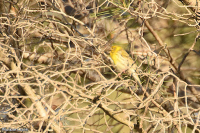 Gafarró (Serinus serinus) Gafarró (Serinus serinus)