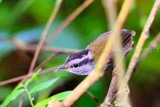Free as a bird..: Javan tesia