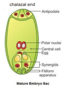 Draw a diagram of a fully developed embryo sac of an angiosperm. Label its chalazal end and any other five parts within the embryo sac