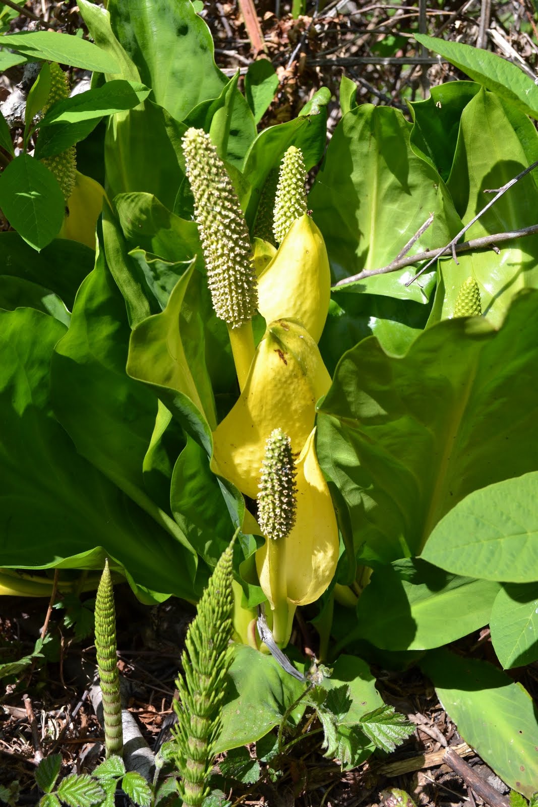 An Archivist's Miscellania Skunk Cabbage