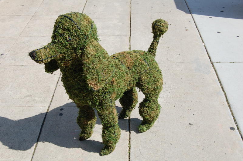 Toy Poodle - Sidewalk Dog