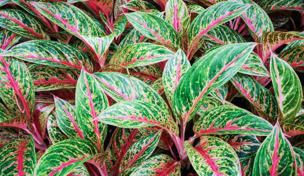 aglaonema, aglaonema collection, air quality, bedroom, best indoor plants, Chinese evergreen, Chinese evergreen as air purifier, Chinese evergreens, colorful pots, colors of aglaonema, condo living, dining room, easy plants to grow, fertilizer, flowers, foliage, fresh air, garden, gardening, home, home improvement, home in the city, how to care of aglaonema, humidity, indoor plants, kinds of aglaonema, leaves, living room, monstera, natural air purifier, online work, orchids, plantita, plantito, potted plants, soil mix, succulents, therapeutic, Thieves Household Cleaner for plants, Thieves spray, toilet and bath, urban dwelling, varieties of aglaonema, Young Living Essential Oils, aglaonema garden patch