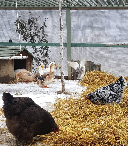 12+ Winter Boredom Busters for Chickens Fresh Eggs Daily® with Lisa