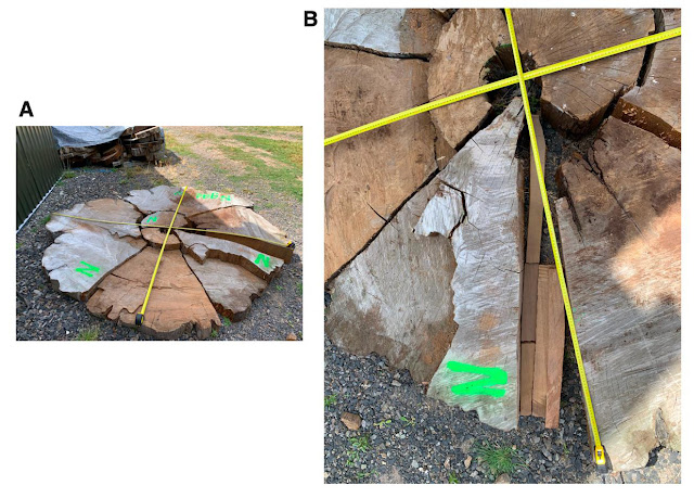 Срез дерева каури для радиоуглеродного анализа с привязкой к годичным кольцам.