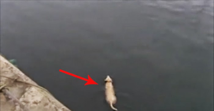This Pup Swims Everyday To Visit His Friend. At 0.40 You’ll Be Shocked To Find Out Who It Is
