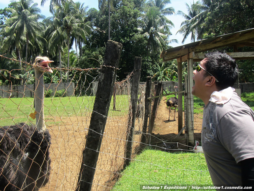 Ostrich Farm, Camiguin - The only ostrich facility in the Philippines